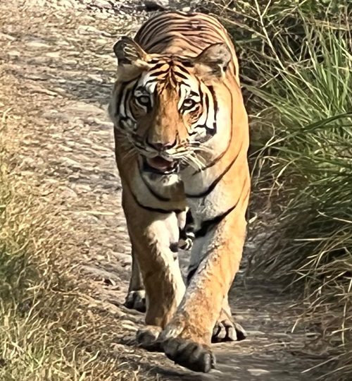 कञ्चनपुरमा बाघको आक्रमणबाट एक जना घाइते